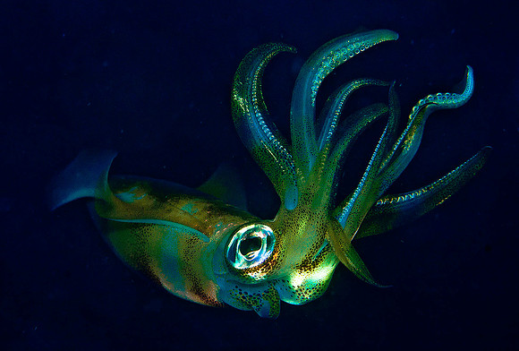 Squid 1675