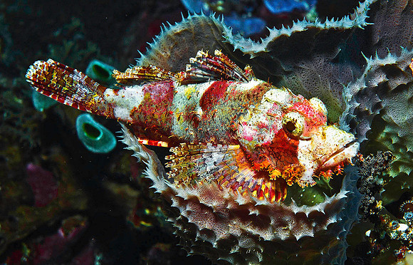 Scorpionfish 2381