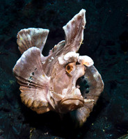 Rhinopias (Paddle-Flap Scorpionfish) 2582