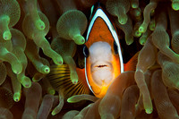Strange & wonderful underwater creatures, Alor, Indonesia - December 2011