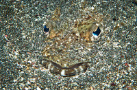 Crocodilefish 2413