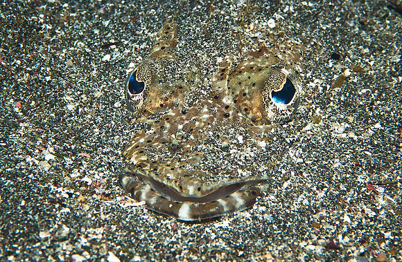 Crocodilefish 2413