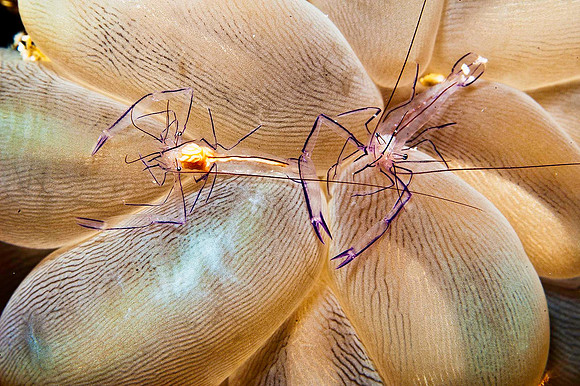 Bubble Coral Shrimp 2083