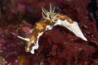 Glossodoris (Nudibranch) 1306