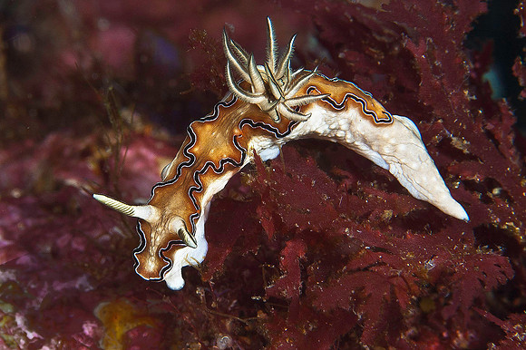 Glossodoris (Nudibranch) 1306