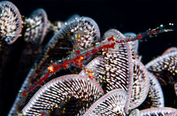 Ornate Ghost Pipefish 1301