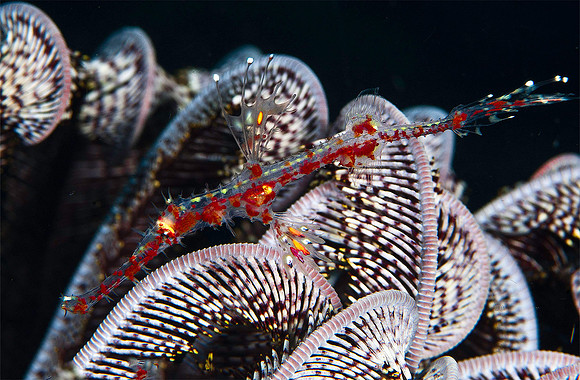 Ornate Ghost Pipefish 1301