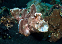 Rhinopias (Paddle-Flap Scorpionfish) 2580