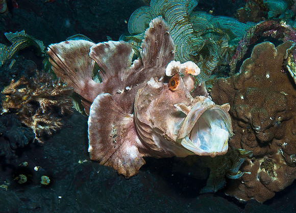 Rhinopias (Paddle-Flap Scorpionfish) 2580