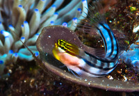 Goby 1313