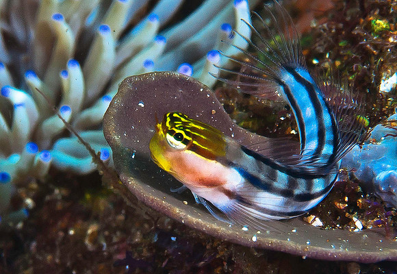 Goby 1313