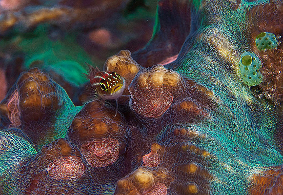 Goby 1145