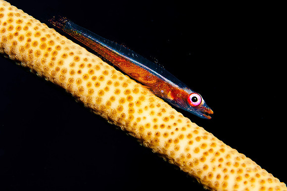 Sea Whip Goby 2140
