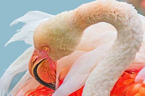 Pink Flamingo 190381