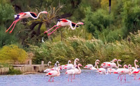 Pink Flamingos 190898