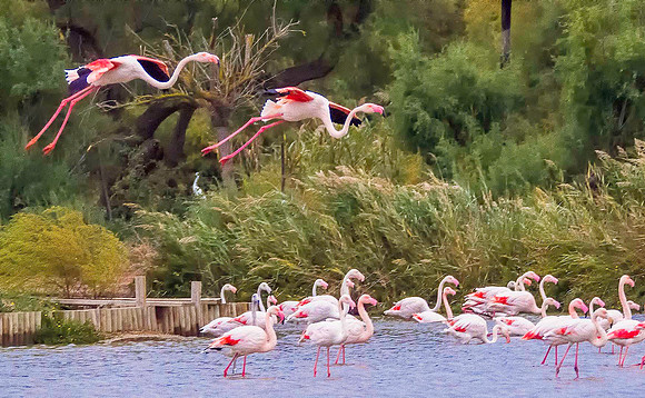 Pink Flamingos 190898