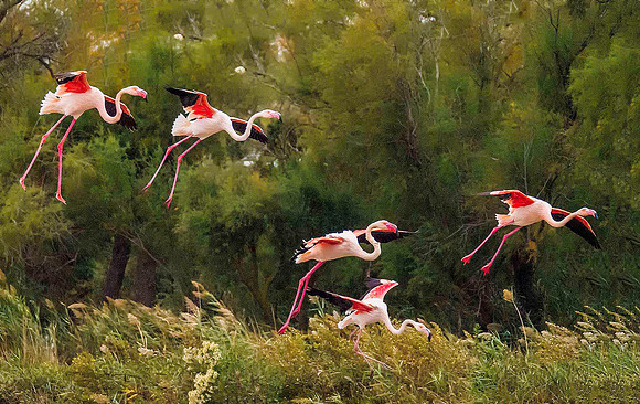 Pink Flamingos 190889a