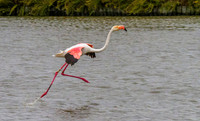 Pink Flamingo 190414