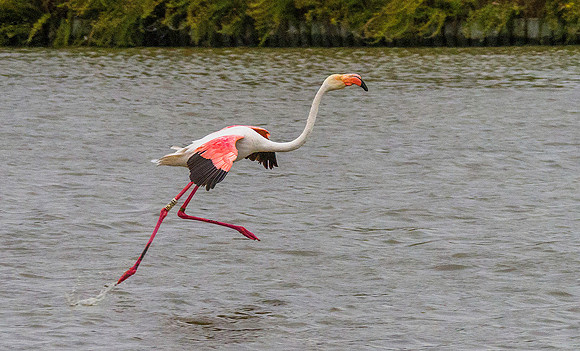 Pink Flamingo 190414
