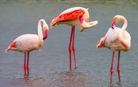 Pink Flamingos 201036