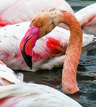 Pink Flamingo 190689