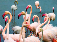 Pink Flamingos 201023