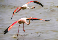 Pink Flamingos 190504