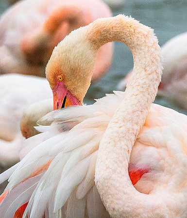Pink Flamingo 190390
