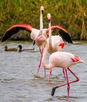 Pink Flamingos 190495