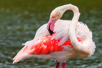 Flamingo201027
