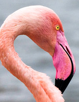 Pink Flamingo 190375