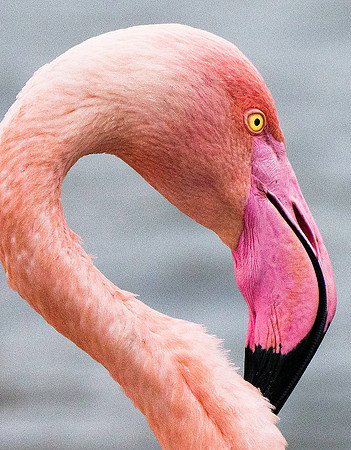 Pink Flamingo 190375