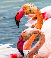 Pink Flamingos 190687