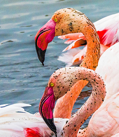 Pink Flamingos 190687