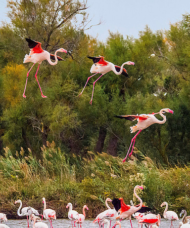Pink Flamingos 190888