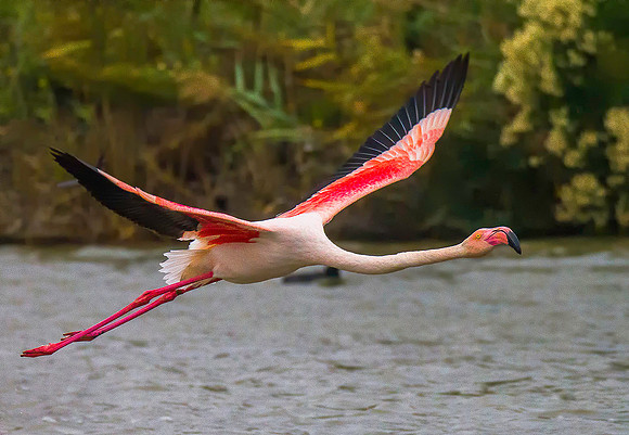 Pink Flamingo 190464