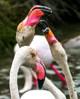 Pink Flamingos 190730