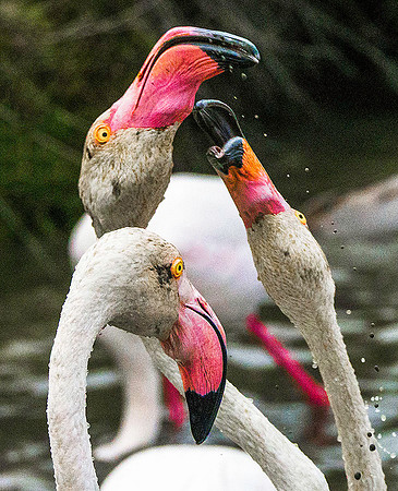 Pink Flamingos 190730