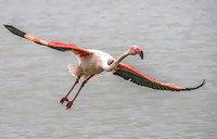 Pink Flamingo 190569