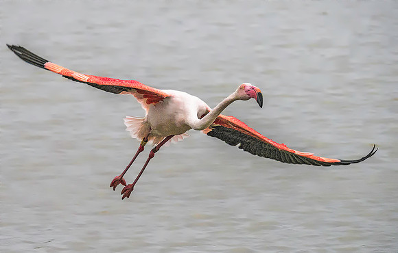 Pink Flamingo 190569