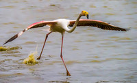 Pink Flamingo 190521
