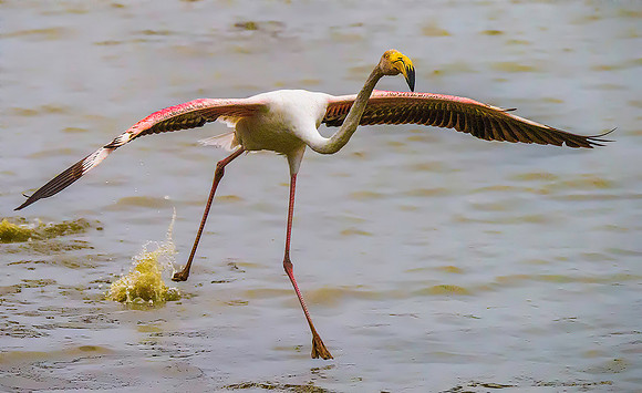 Pink Flamingo 190521