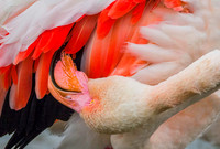 Pink Flamingo 190386