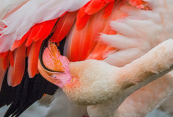 Pink Flamingo 190386