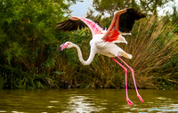 Pink Flamingo 190634