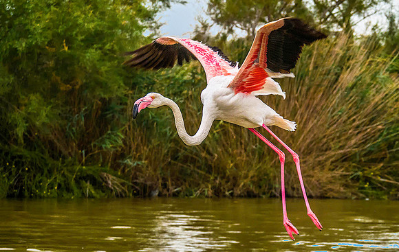 Pink Flamingo 190634
