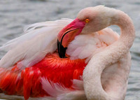 Pink Flamingo 190323