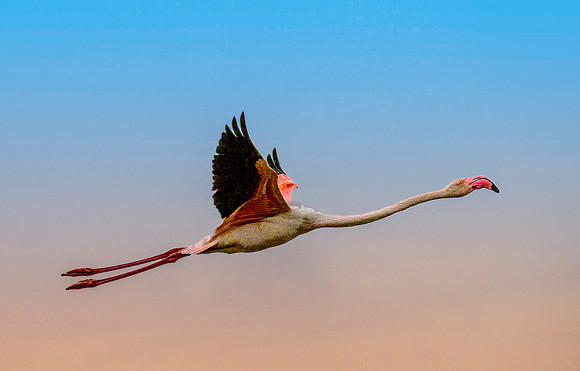 Pink Flamingo 190399