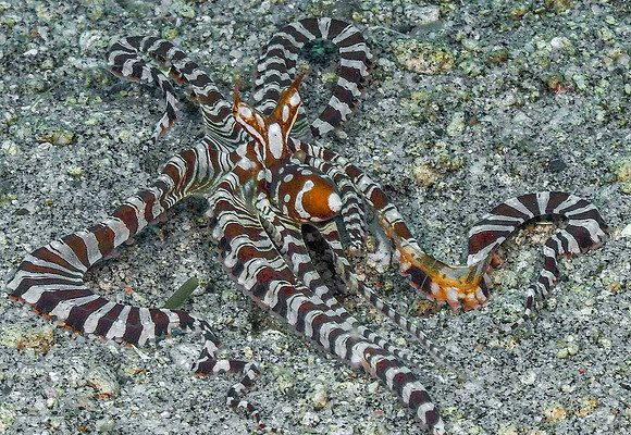 Wunderpus 191556
