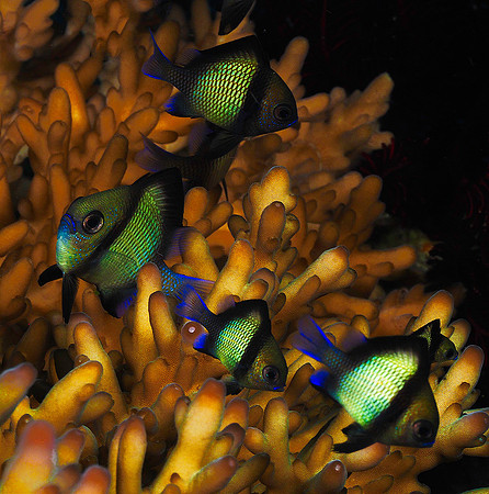Damselfish 171250
